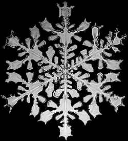 Snow Crystal Photographed by Wilson A. Bentley