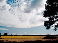 Altocumulus